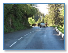 Vaches route Beaufort