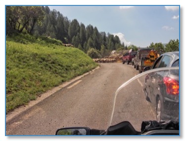 Transhumance moutons