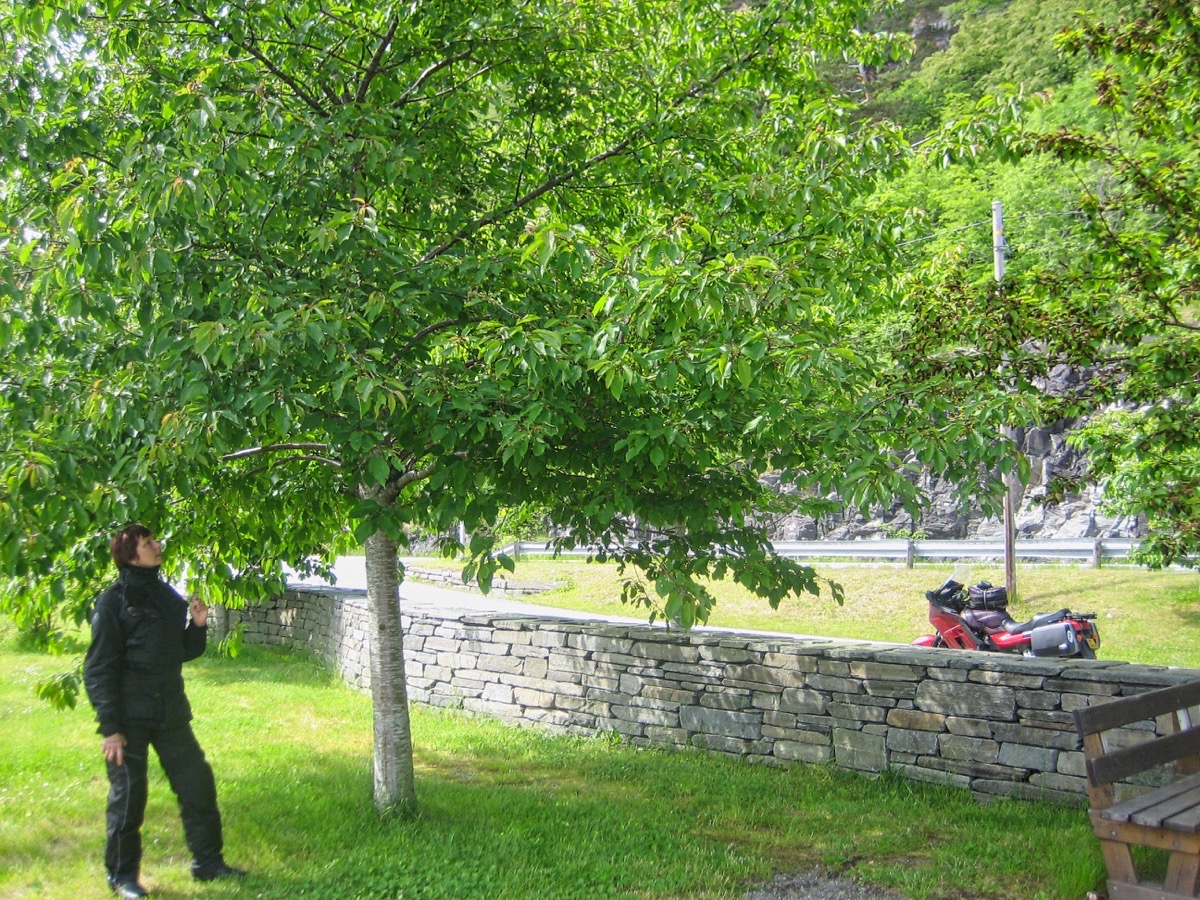 Verger au bord du Sørfjorden