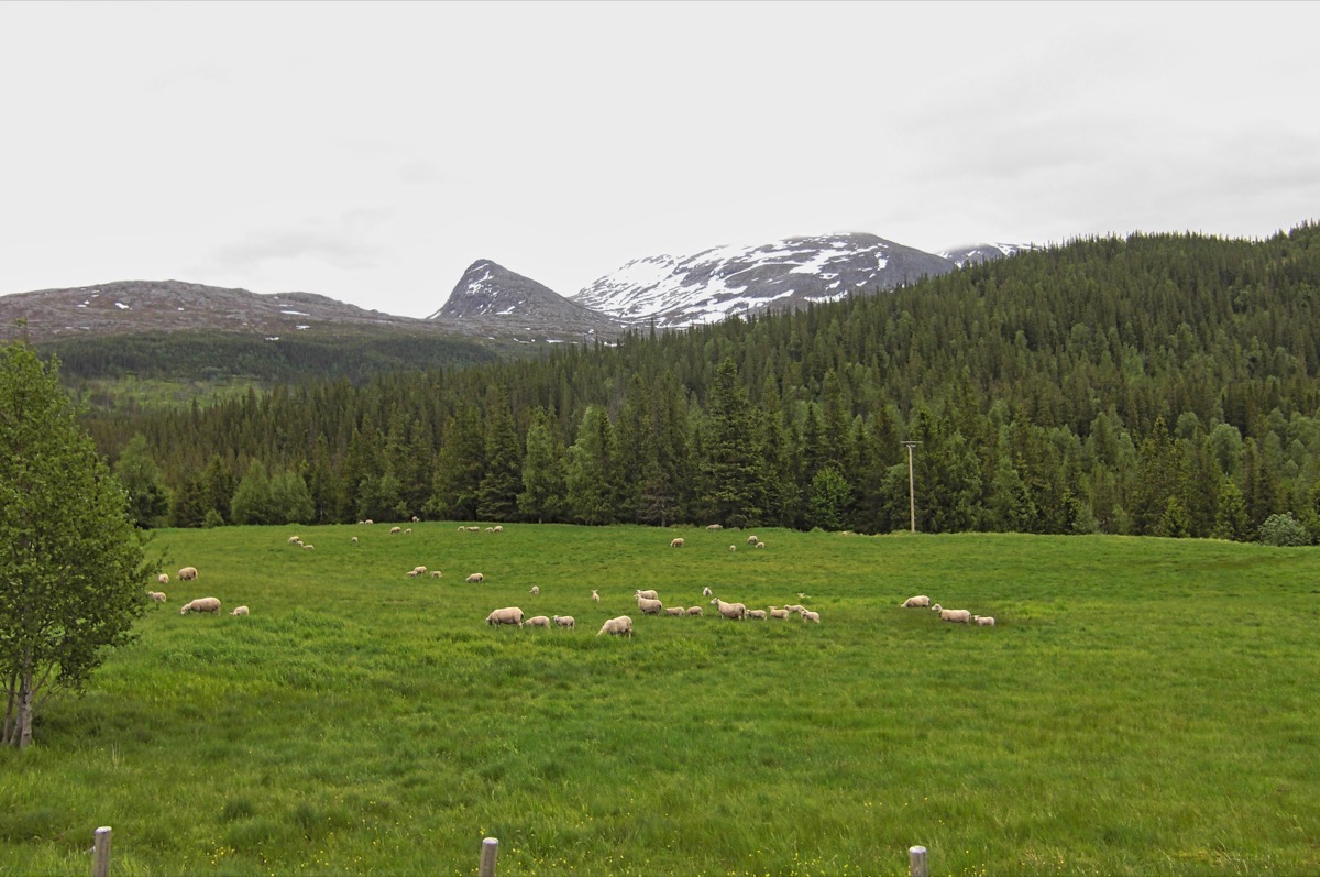 Moutons Norvégiens