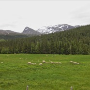 J09_Moutons_PL_1200.jpeg