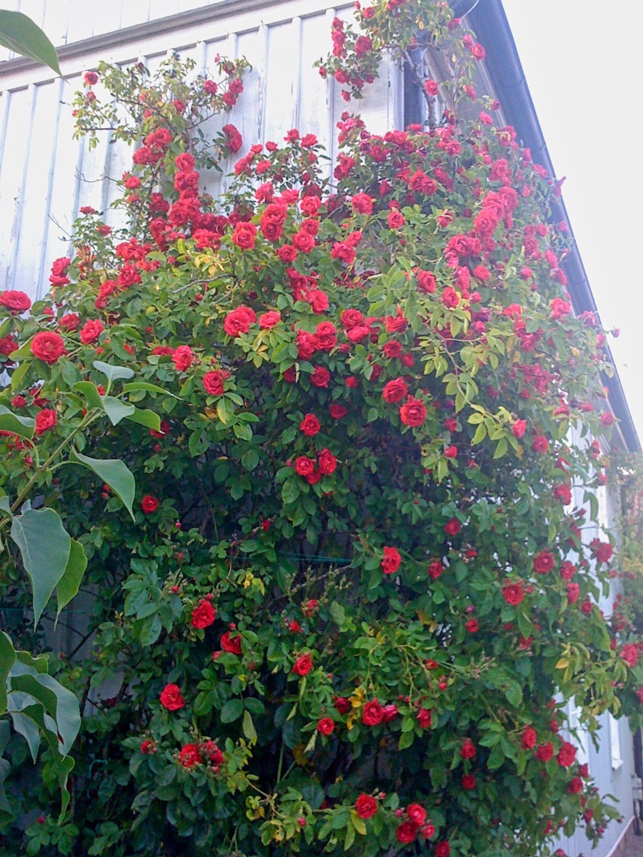 Les rosiers de Rosa garden