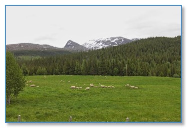 Moutons norvege